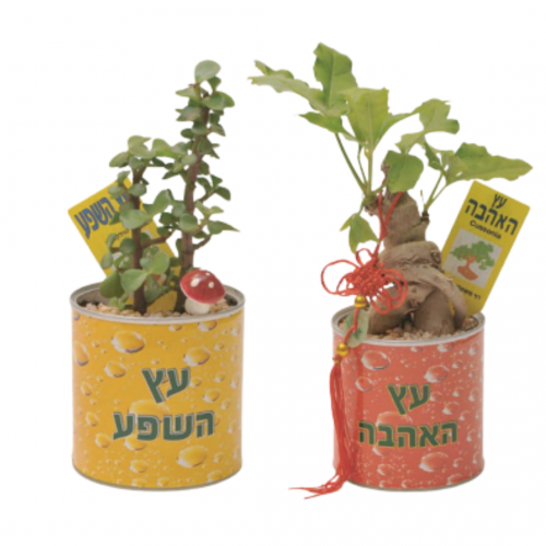 עציץ ממותג - צמחי תבלין ונוי